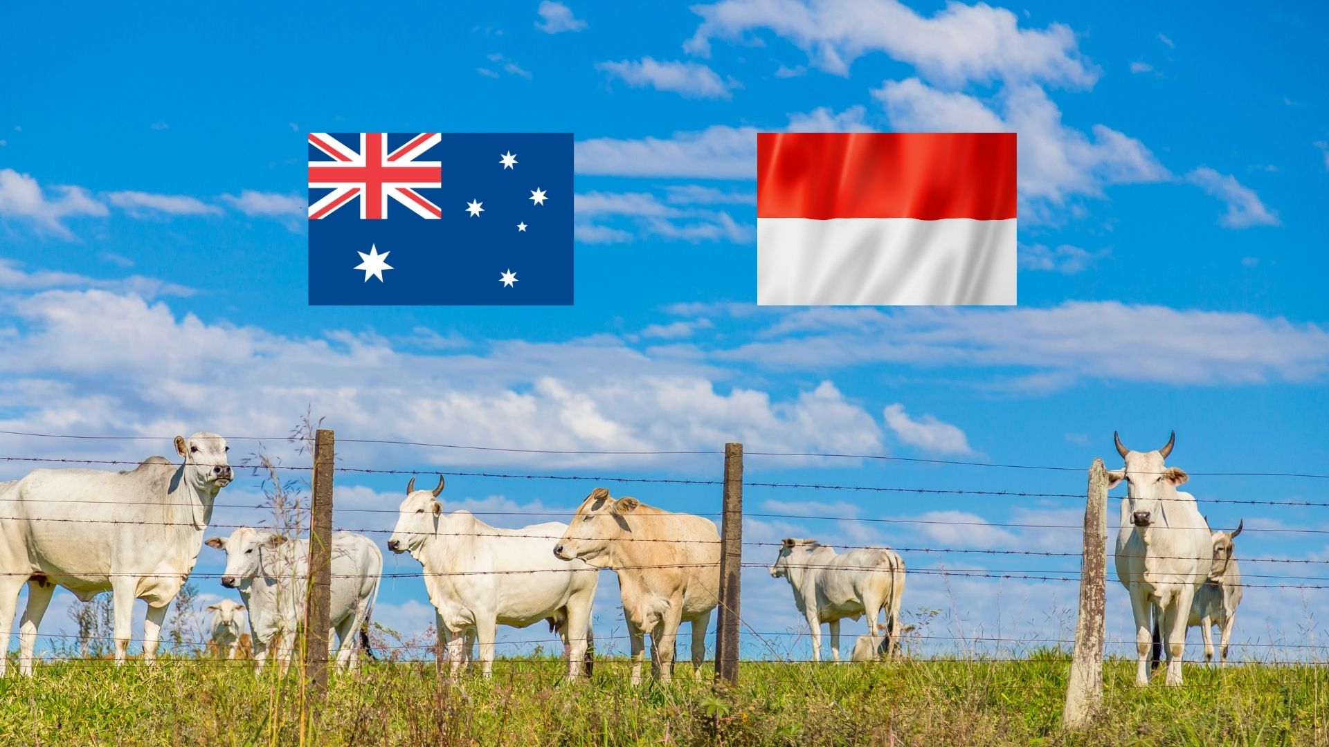 Challenges and Opportunities in the Australia-Indonesia Cattle Trade: John Cunnington